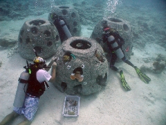 Plantation des coraux sur une boule de récif