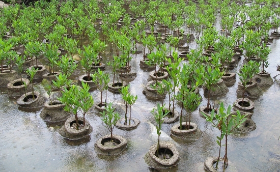 Errichtete Mangroven