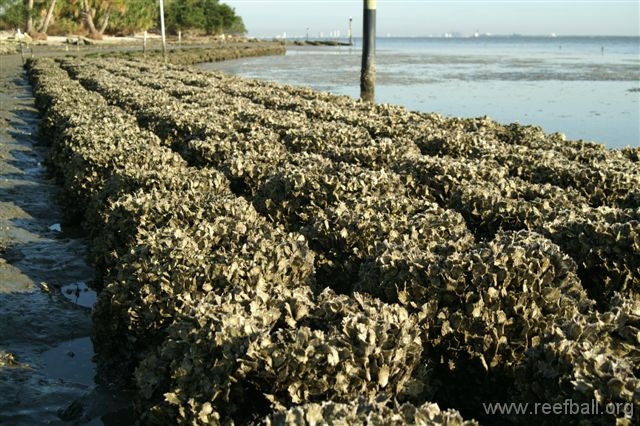Reef-Kugel-Auster Stab