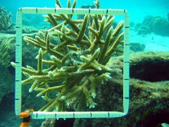 Koralle Gewachsen Vom Kleinen Fragment